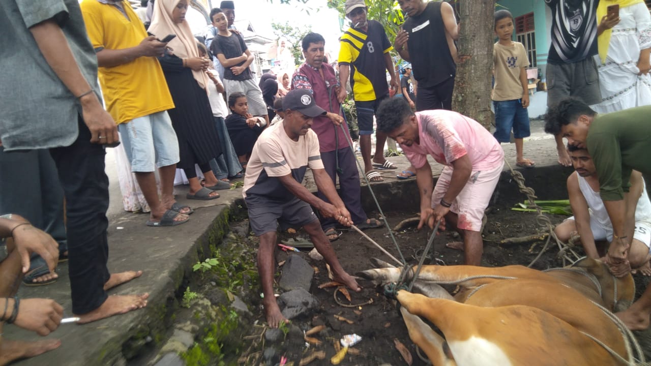 Warga Dufa Dufa Tobelo Gotong Royong Sembelih Hewan Kurban Idul Adha 1447 H
